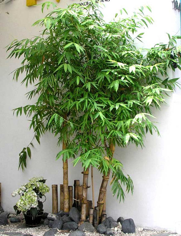 May mắn, tài lộc vào amp;#34;ầm ầmamp;#34; như lũ cuốn nhờ trồng những loại cây này trước nhà - 2