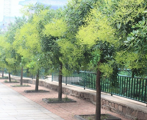 May mắn, tài lộc vào amp;#34;ầm ầmamp;#34; như lũ cuốn nhờ trồng những loại cây này trước nhà - 3