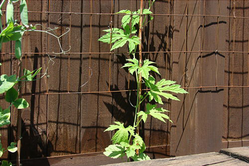 Mách chị em cách trồng mướp đắng siêu đơn giản cho quả sai lúc lỉu - 3