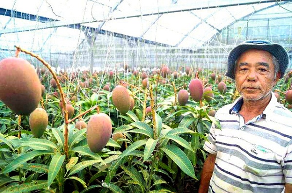 Lạ đời cây xoài amp;#34;siêu mắnamp;#34; cho 800 quả, chủ vườn cho đi amp;#34;ứng tuyểnamp;#34; kỉ lục Guinness thế giới - 1