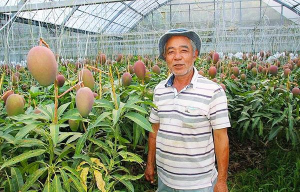 Lạ đời cây xoài amp;#34;siêu mắnamp;#34; cho 800 quả, chủ vườn cho đi amp;#34;ứng tuyểnamp;#34; kỉ lục Guinness thế giới - 3