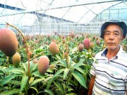 Nhà đẹp - Lạ đời cây xoài "siêu mắn" cho 800 quả, chủ vườn cho đi "ứng tuyển" kỉ lục Guinness thế giới