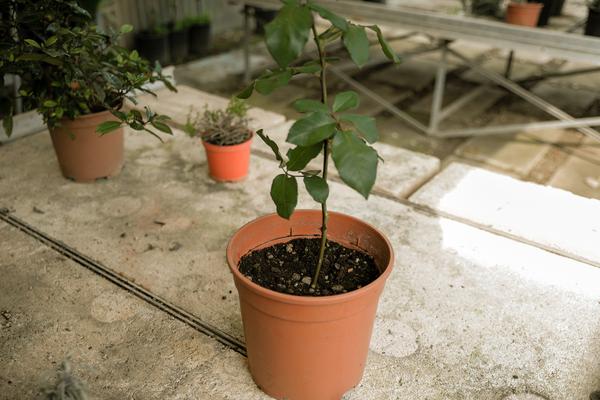 Chị em xôn xao cách trồng hoa hồng chỉ từ củ khoai tây, cây đơm hoa rực rỡ - 5