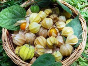 Nhà đẹp - Quả dại tầm bóp giá 700.000 đồng/kg khiến dân Việt xôn xao trồng thế nào?