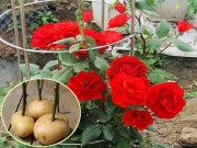 Nhà đẹp - Chị em xôn xao cách trồng hoa hồng chỉ từ củ khoai tây, cây đơm hoa rực rỡ