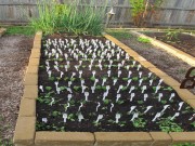 Nhà đẹp - Hóa ra đây là lý do người ta cắm dĩa nhựa dùng một lần đầy luống rau