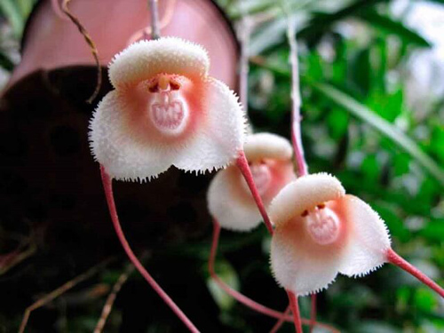 Sửng sốt gặp loài hoa lan giống hệt mặt “Tôn Ngộ Không” - 4