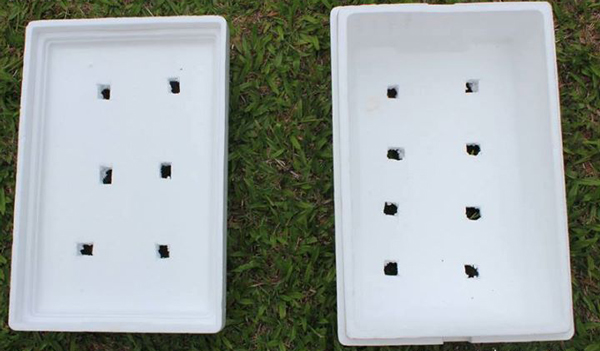 Cách trồng củ cải to mập mạp, amp;#34;đã mắtamp;#34; trong thùng xốp - 1