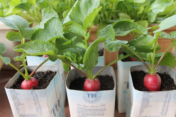 Cách trồng củ cải to mập mạp, amp;#34;đã mắtamp;#34; trong thùng xốp - 5