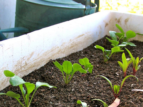 Cách trồng củ cải to mập mạp, amp;#34;đã mắtamp;#34; trong thùng xốp - 3