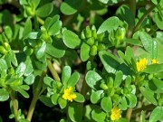 Nhà đẹp - Lại bất ngờ vì một loại rau dại ở Việt Nam đang được nhiều nước "săn lùng" như thần dược