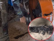 Nhà đẹp - Dùng chó cưng làm mồi và chỉ hai chiếc quạt, chàng trai giết được 4000 con muỗi mỗi đêm