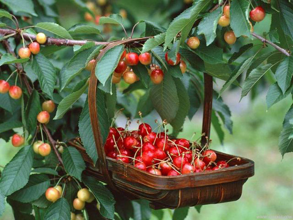 Học cách trồng cherry sai trĩu tại nhà, thu hoạch cả trăm quả ăn mãi chẳng hết - 4