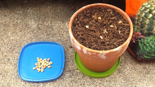 Học cách trồng cherry sai trĩu tại nhà, thu hoạch cả trăm quả ăn mãi chẳng hết - 1