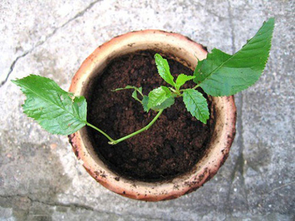 Học cách trồng cherry sai trĩu tại nhà, thu hoạch cả trăm quả ăn mãi chẳng hết - 3
