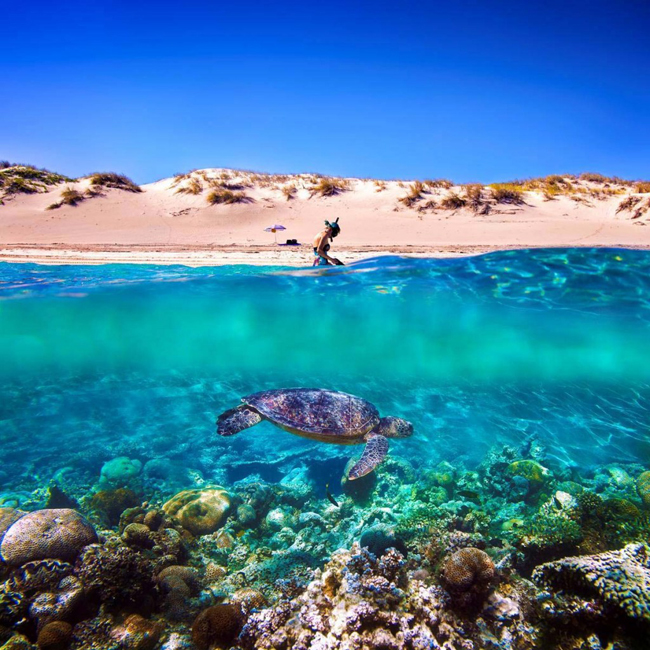 Bờ biển Ningaloo, Úc: Bờ biển nguyên sơ Ningaloo, phía tây nước Úc có rất nhiều điểm tham quan lặn biển với khoảng 300 đến 500 sinh vật biển. Rặng san hô kỳ quan với rùa biển và cá nhám voi khổng lồ khiến nơi đây là thiên đường dành cho những người lặn biển.
