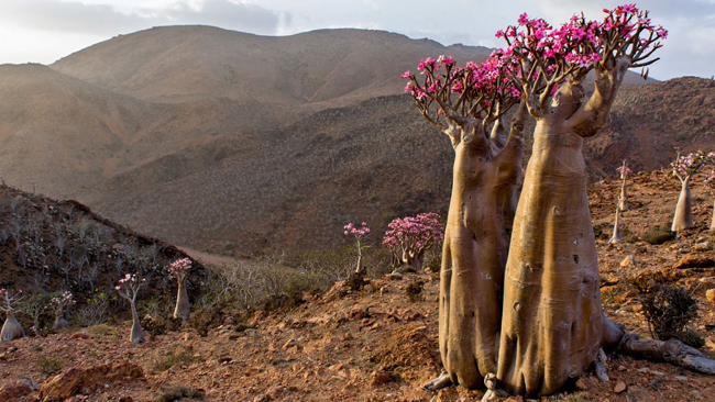 Quần đảo Socotra: Quần đảo Socotra với những cồn cát trắng nguyên sơ ven biển, có hệ thống thực vật đặc hữu, trong đó phải kể đến là cây máu rồng ứa ra nhựa đỏ sẫm khi bị đứt gãy, và cây bao báp to như chân voi với những nụ hoa hồng phớt xinh xinh mọc trên đầu
