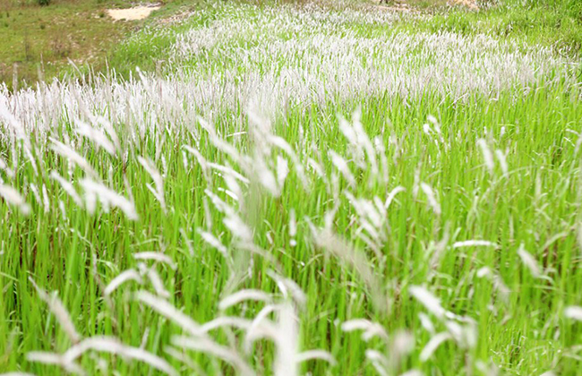 Mùa Cỏ Tranh

Cỏ Tranh là một loài cây hoang dại mọc ở khu vực ngoại ô thành phố Đà Lạt. Vào độ tháng 5 đến tháng 7, quanh khu vực đường vào hồ Tuyền Lâm cỏ lau mọc khắp mọi nơi, nhưng cỏ lau tập trung nhiều và đẹp nhất vẫn là cung đường nối Đà Lạt và Nha Trang.
