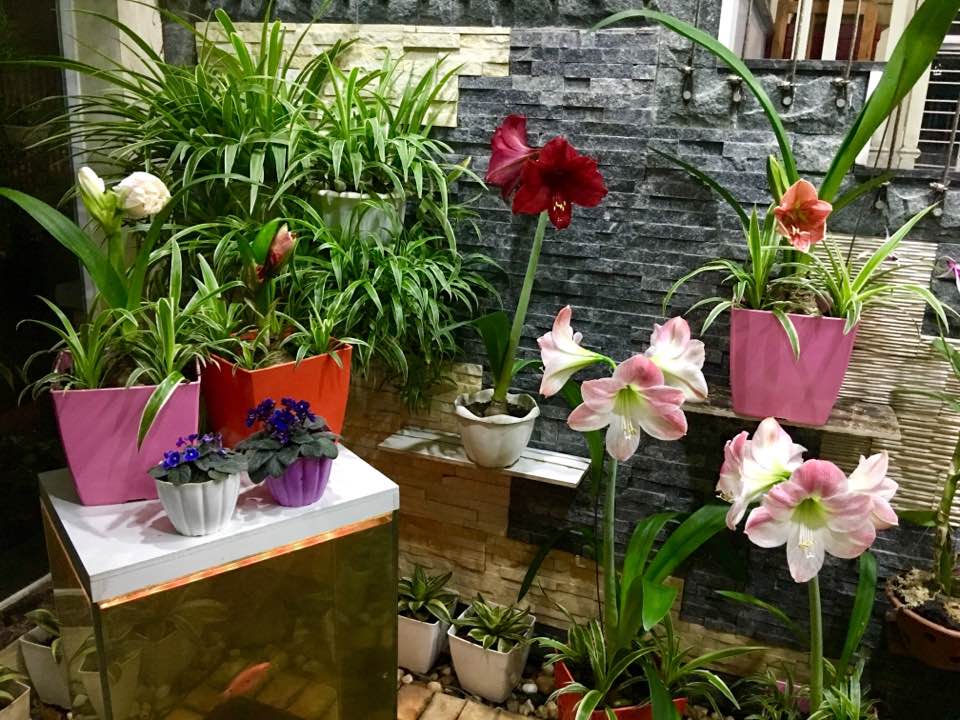 Mê mẩn không gian ngập tràn sắc hoa trong căn nhà của Bích Phương ở Quảng Ninh - 12