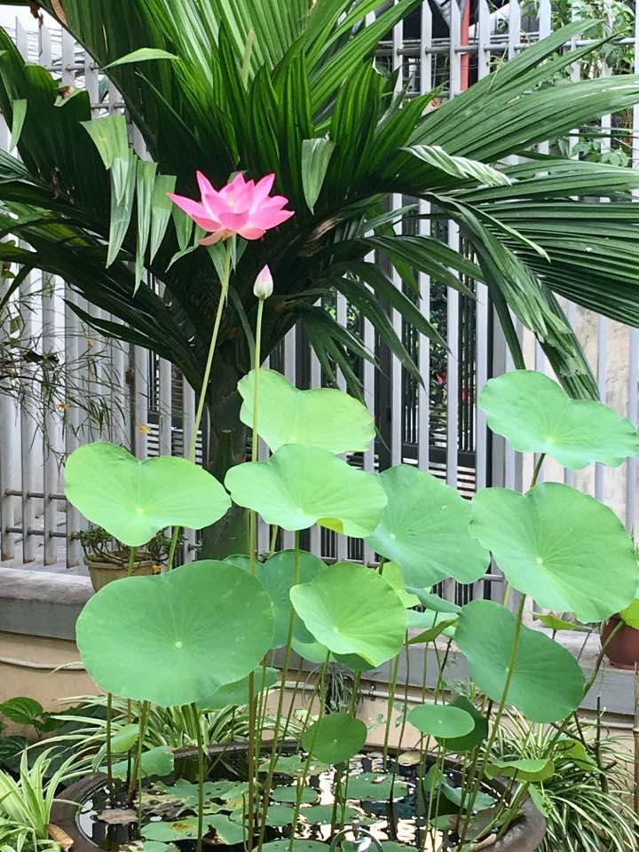 Mê mẩn không gian ngập tràn sắc hoa trong căn nhà của Bích Phương ở Quảng Ninh - 15