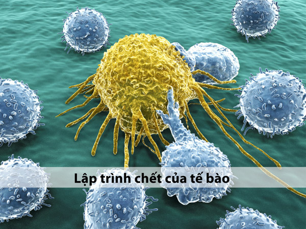 Tin vui cho người bệnh ung thư tại Việt Nam - 3