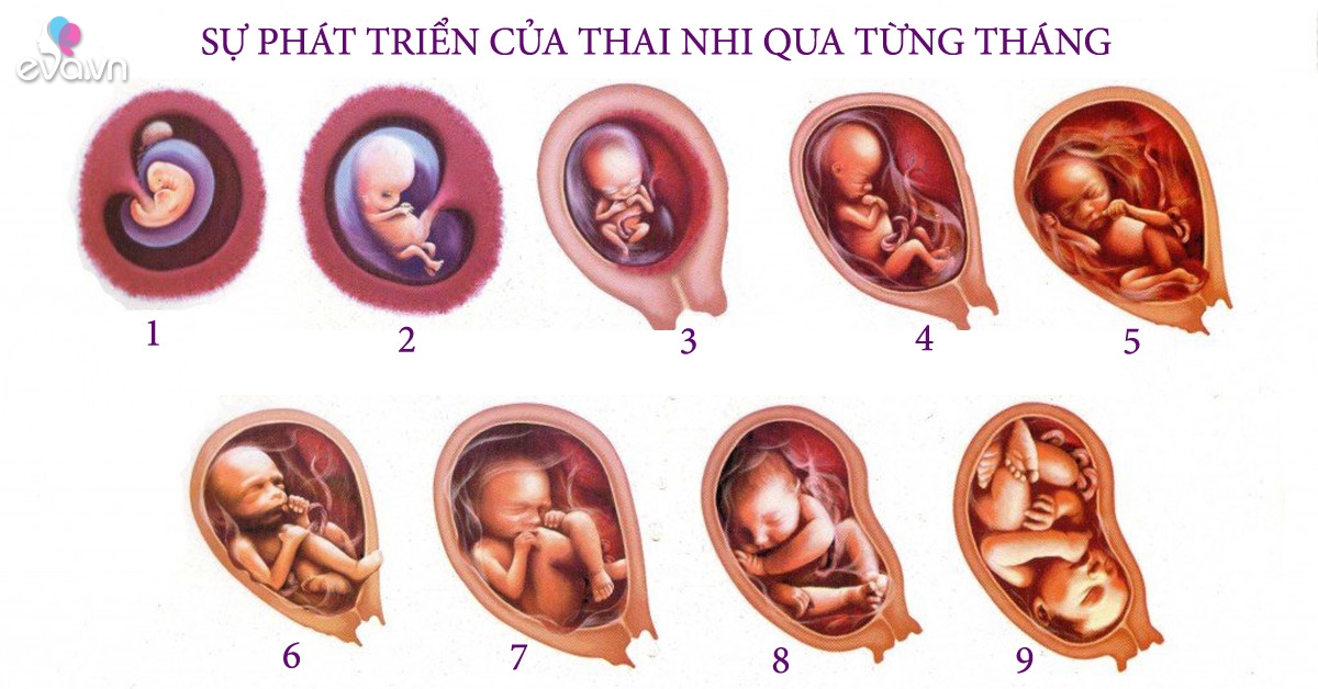 Gallery - Các giai đoạn phát triển của thai nhi qua từng tháng