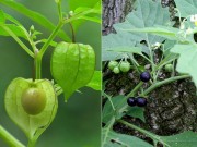 Nhà đẹp - Trồng cây tầm bóp bán 700.000 đồng/kg ở Nhật: Đừng nhầm với cây lu lu đực có độc