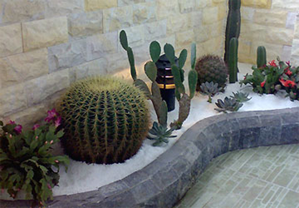 Muốn trồng cây ở ban công vừa đẹp vừa hút tài lộc, phải biết những điều này - 3