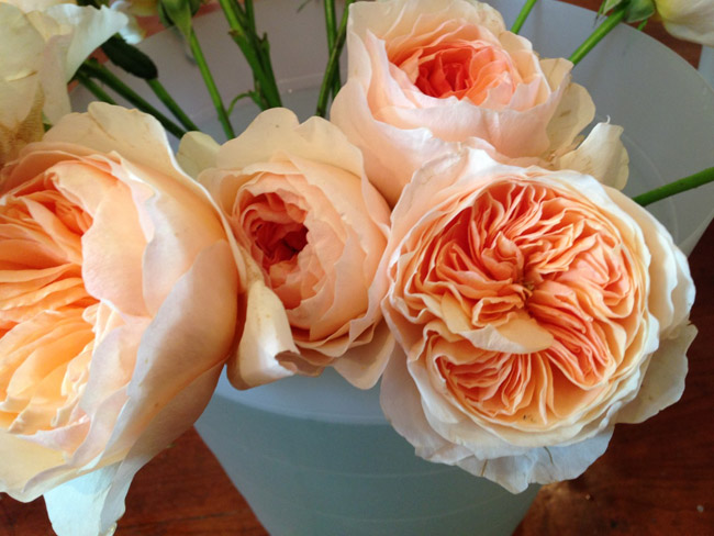 Những cánh hoa Juliet tinh tế được sắp xếp một cách hoàn hảo để tạo ra một bông hoa hồng cổ điển cỡ lớn. Thông thường mỗi bông hoa Juliet sẽ có khoảng 90 cánh, chiều cao khoảng 30cm - 60cm và đường kính hoa là 10-12 cm.

