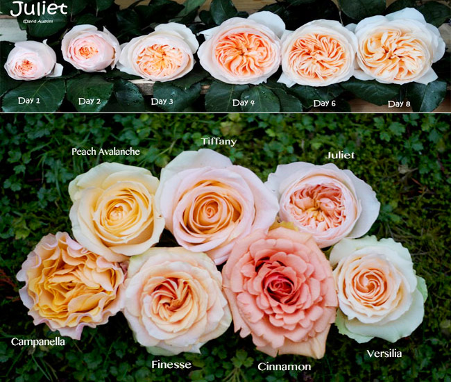 Kích thước của hồng Juliet qua từng ngày và so với các loại hoa khác.
