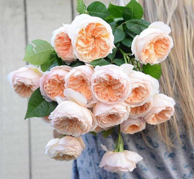 Hoa hồng Juliet sau đó đã chiếm lĩnh thế giới hoa không chỉ bởi vẻ đẹp sang trọng, tinh tế, mà vì nó là một trong những loại hoa đắt nhất từng được trồng.
