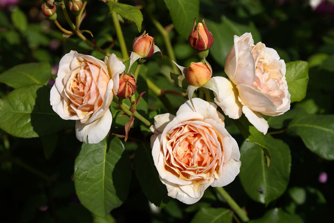 Để tạo ra những bông hoa có màu vàng cam đẹp đẽ như vậy, David Austin đã phải tự tay chăm sóc và nuôi trồng những đóa hoa hồng Juliet trong suốt 15 năm với chi phí lên đến 3 triệu bảng (khoảng hơn 100 tỷ đồng). 
