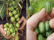 Nhà đẹp - Chị em mê mẩn trồng bắp cải, dưa hấu tí hon, ăn quá ngon lại cho thu hoạch "sướng tay"