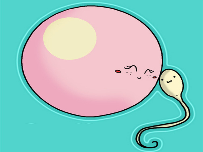 Thai kỳ được tính từ khi tinh trùng bắt đầu thụ tinh cho trứng. Sau đó là khoảng thời gian trứng đã thụ tinh phân chia tế bào, phát triển và di chuyển đến bám vào thành tử cung. 
