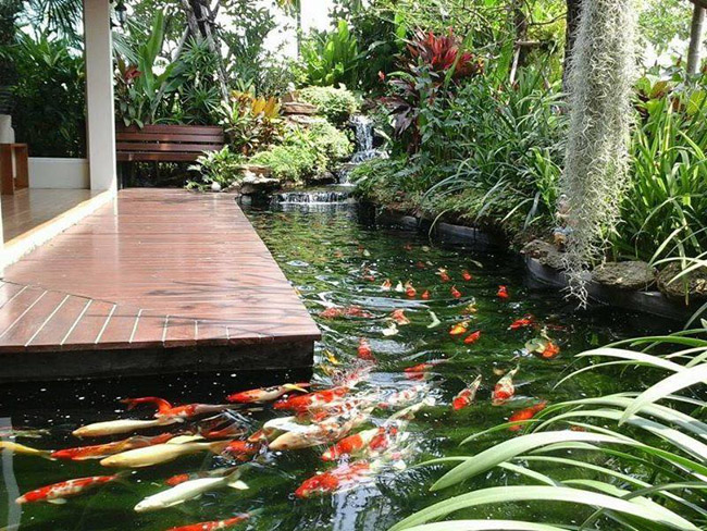 Khi thiết kế hồ cá Koi trong sân vườn nên chú ý đến vị trí phong thủy phù hợp. Hồ cá Koi không nên để ở vị trí gần sát với căn nhà, vì nếu như vậy sinh khí trong nhà sẽ bị cuốn hút mạnh và nhanh hơn khi xây ở xa nhà.
