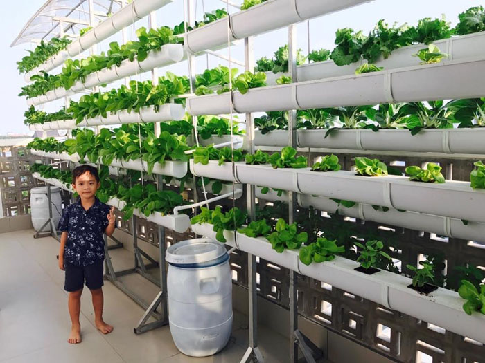 Người hâm mộ thích thú với hình ảnh rau muống amp;#34;khổng lồamp;#34; trong vườn nhà Lý Hải - Minh Hà - 6