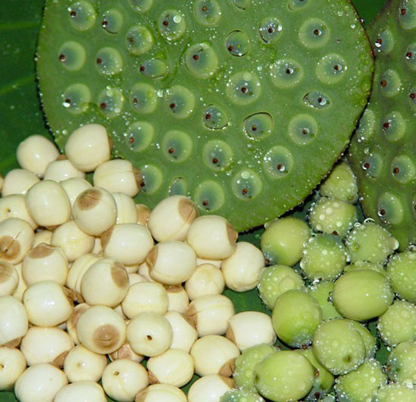 Điều trị huyết áp thấp bằng bài thuốc đơn giản - 1