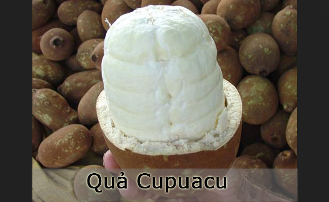 Cupuacu chủ yếu chỉ sống được trong rừng nhiệt đới Amazon và một số vùng ở Peru. Cupuacu có vỏ dày và ruột bên trong mềm như bột. Ruột quả Cupuacu rất thơm, vị lại gần giống như chocolate và rất giàu vitamin B cũng như thúc đẩy hệ miễn dịch.
