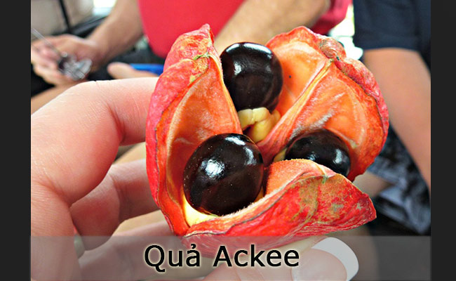 Ackee là một loại quả kỳ lạ và hiếm gặp, phát triển ở các vùng nhiệt đới của Tây Phi. Phần bên trong của quả Ackee chứa thịt mềm màu trắngvàng với hạt màu đen. Ở các nước Châu Phi, người ta thích ăn quả Ackee với các món rau. Nhưng hạt Ackee lại chứa chất độc nên đã bị Mỹ cấm nhập khẩu.
