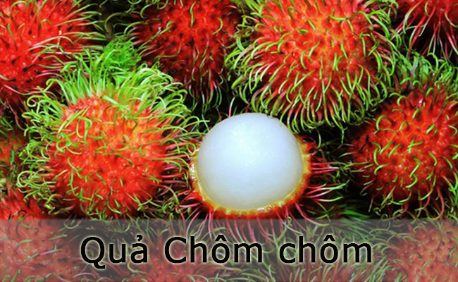 Chôm chôm cũng là một trong những loại quả chỉ mọc ở các nước Đông Nam Á, trong đó có Việt Nam. Với người phương Tây, đây là loại quả lạ kỳ hình bầu dục có màu đỏ cam, có nhiều lông và hương vị rất ngon.
