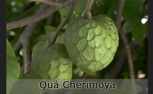 Cherimoya là một trong những loại quả hiếm được trồng ở Nam Mỹ. Thịt quả có mùi thơm dễ chịu và vị ngọt tuyệt hảo giống như kem dứa và chuối. Một quả Cherimoya có thể năng tới 500 gram. 
