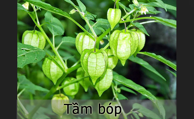 Tầm bóp là một loại quả có giá trị dinh dưỡng cao, được bán với giá rất đắt đỏ tại nhiều nước, thậm chí lên tới 700.000 đồng/kg. Tuy nhiên loại quả được bán với giá 'trên trời' này lại mọc dại ở khắp nơi ở Việt Nam.
