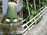 Nhà đẹp - Cạn lời trước kiểu mọc "éo le" của quả cây khiến gia chủ thành "người khó xử"