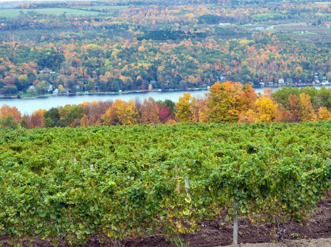 Hồ Finger Lakes, New York, Mỹ: Đây là địa điểm lý tưởng ở New York để trải nghiệm mùa thu đặc trưng ở miền đông nước Mỹ. Du khách có thể khám phá các cánh đồng nho và thưởng thức rượu vang hảo hạng ở địa phương. Táo, bí ngô và quả mọng là đặc sản khác của khu vực này.
