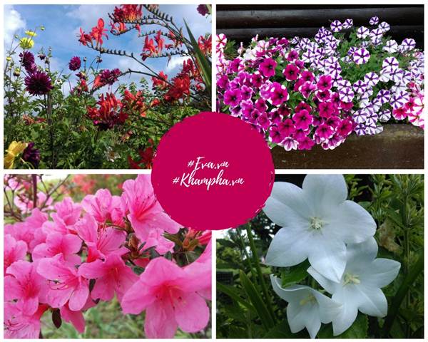 Khu vườn rau thơm chuẩn Việt rộng đến 400m² tại Đức khiến bao người ngỡ ngàng - 16