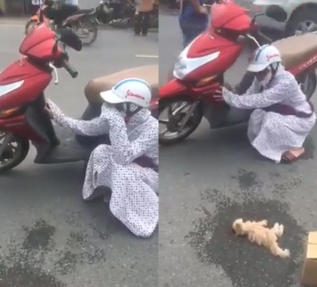 Cô gái gào khóc vật vã giữa đường vì mèo bị đâm chết, mọi người xông vào chửi... dở hơi - 1