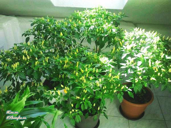Vườn rau Việt thân thương giữa phồn hoa nước Đức của cặp vợ chồng xa quê - 14
