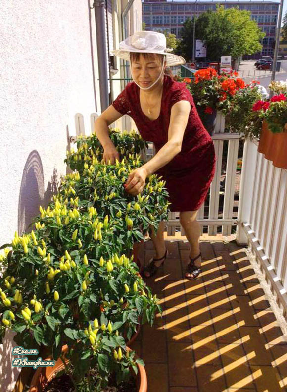 Vườn rau Việt thân thương giữa phồn hoa nước Đức của cặp vợ chồng xa quê - 15
