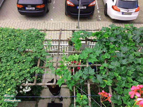 Vườn rau Việt thân thương giữa phồn hoa nước Đức của cặp vợ chồng xa quê - 18