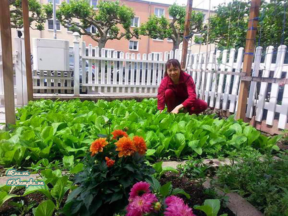 Vườn rau Việt thân thương giữa phồn hoa nước Đức của cặp vợ chồng xa quê - 3